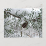 Snowy Pine Branch Winter Nature Photography Postcard