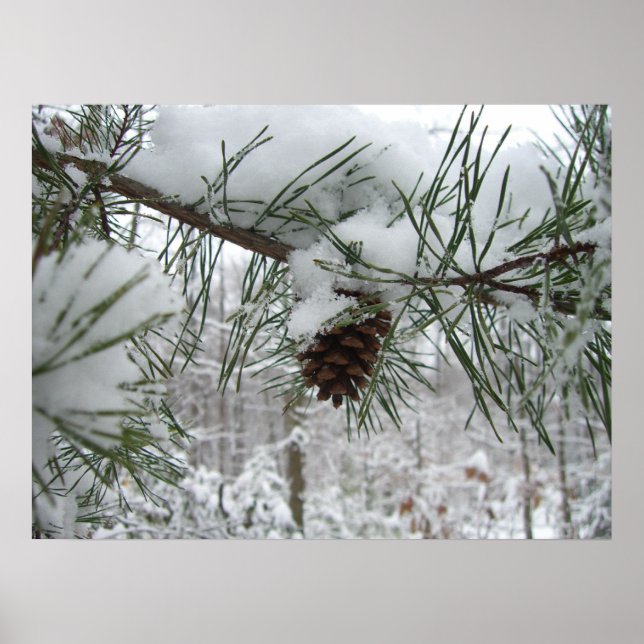 Snowy Pine Branch Winter Nature Photography Poster (Front)