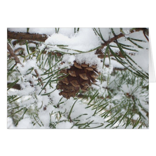Snowy Pine Cone I Winter Nature Photography Cards (Front Horizontal)