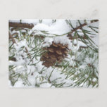 Snowy Pine Cone I Winter Nature Photography Postcard