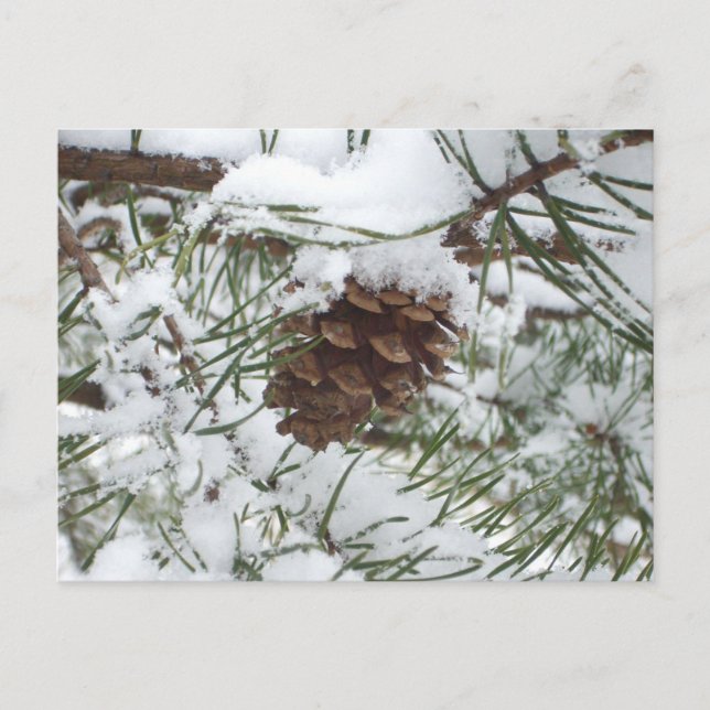 Snowy Pine Cone I Winter Nature Photography Postcard (Front)