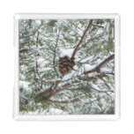 Snowy Pine Cone II Winter Nature Photography Acrylic Tray