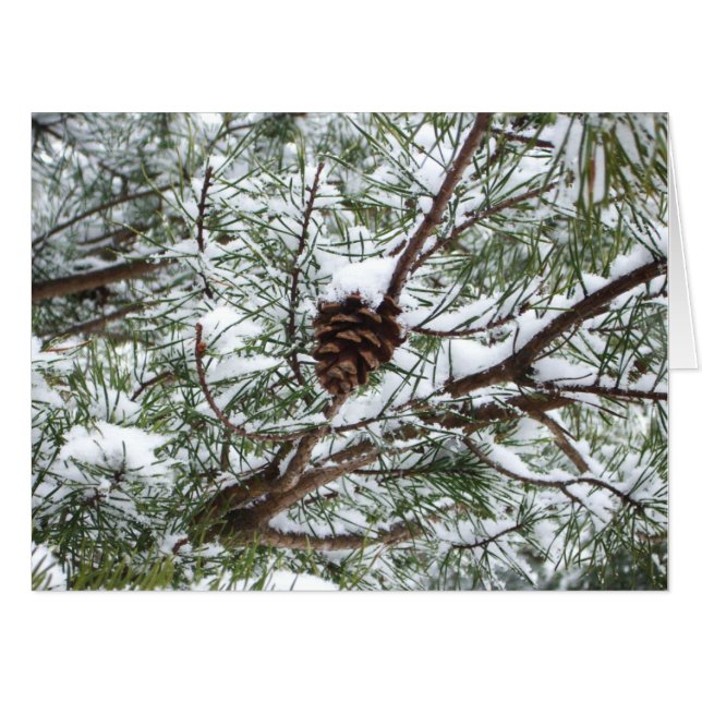 Snowy Pine Cone II Winter Nature Photography Card (Front Horizontal)