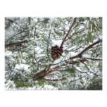 Snowy Pine Cone II Winter Nature Photography Photo Print