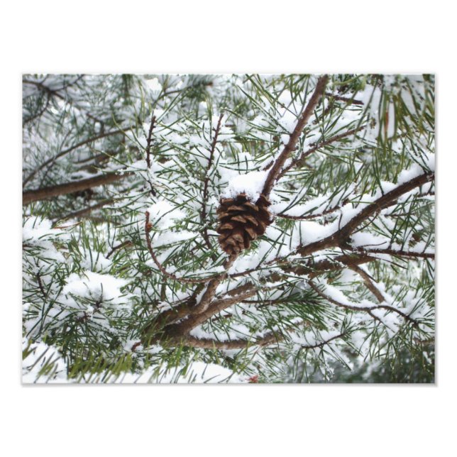 Snowy Pine Cone II Winter Nature Photography Photo Print (Front)