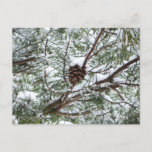 Snowy Pine Cone II Winter Nature Photography Postcard