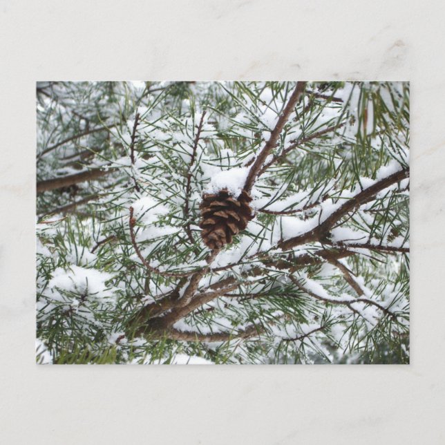 Snowy Pine Cone II Winter Nature Photography Postcard (Front)