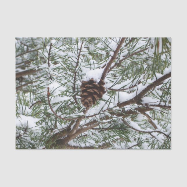 Snowy Pine Cone II Winter Nature Photography Tissue Paper (Front)