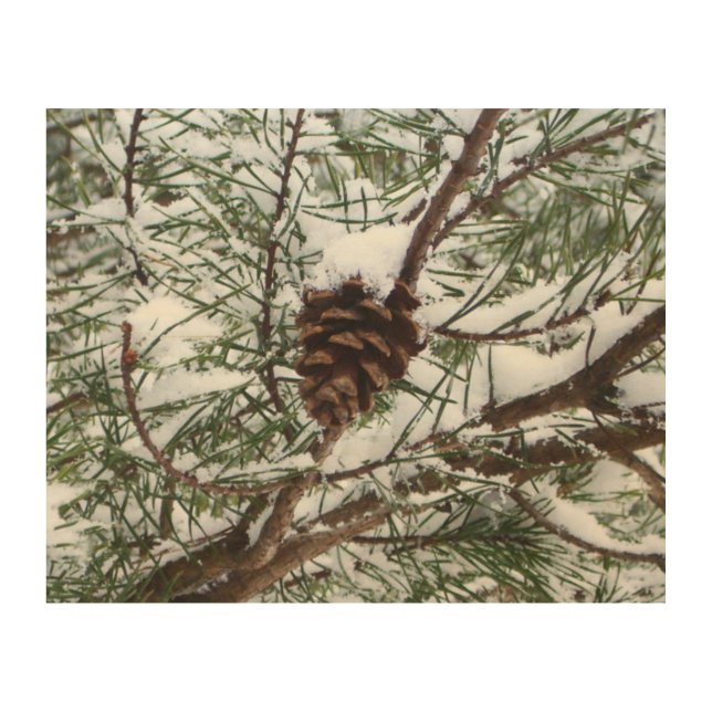 Snowy Pine Cone II Winter Nature Photography Wood Wall Art (Front)