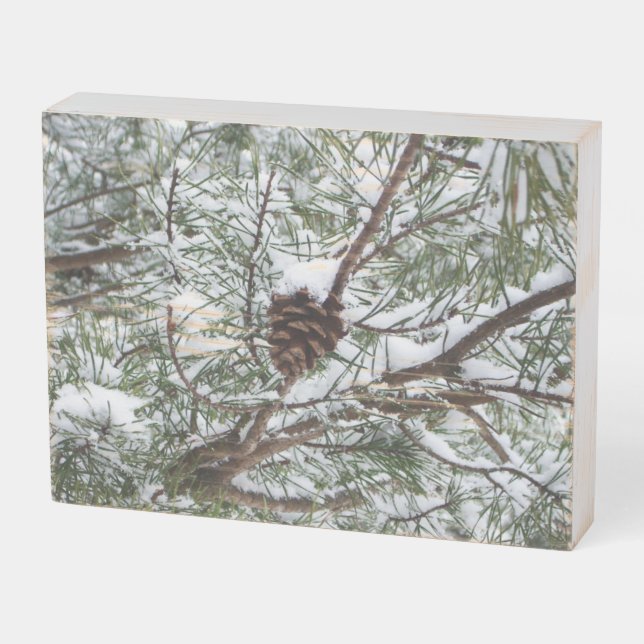 Snowy Pine Cone II Winter Nature Photography Wooden Box Sign (Angled Horizontal)