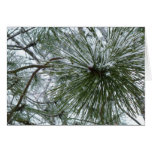 Snowy Pine Needles Winter Nature Photography
