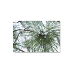 Snowy Pine Needles Winter Nature Photography Canvas Print