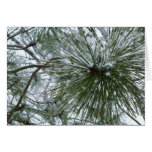 Snowy Pine Needles Winter Nature Photography Cards