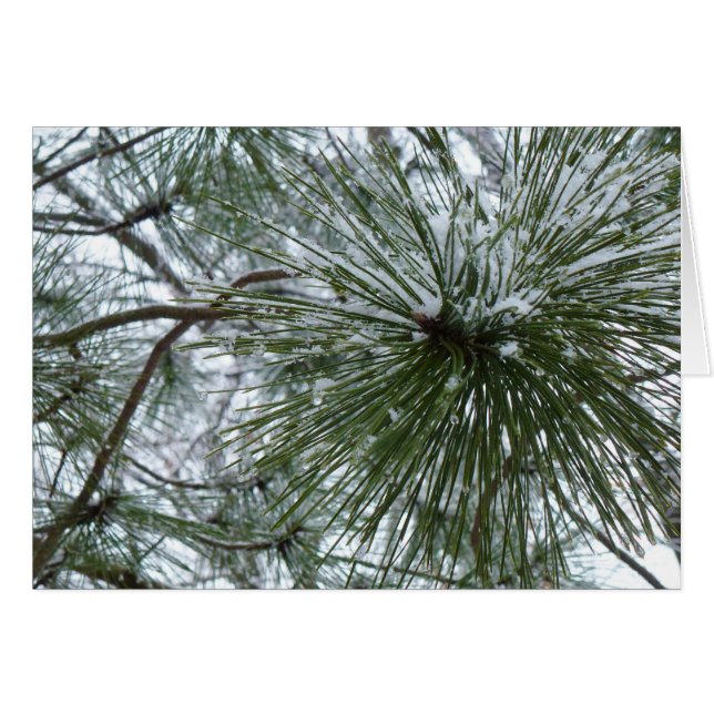 Snowy Pine Needles Winter Nature Photography Cards (Front Horizontal)