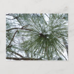 Snowy Pine Needles Winter Nature Photography Postcard