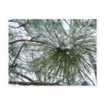 Snowy Pine Needles Winter Nature Photography Postcard