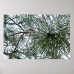 Snowy Pine Needles Winter Nature Photography Poster