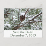 Snowy Pinecone Save the Date Announcement Postcard