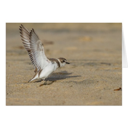 Snowy Plover Stretch Cards (Front Horizontal)