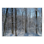 Snowy Poplar Forest I  Cards