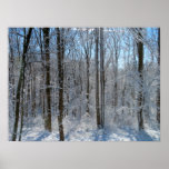 Snowy Poplar Forest I Poster