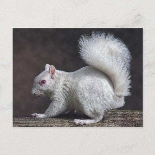 Snowy Postcard (Front)