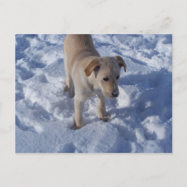snowy pup Postcard (Front)