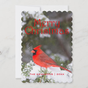 Snowy Red Cardinal and Juniper Tree Holiday Card
