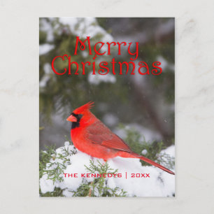 Snowy Red Cardinal and Juniper Tree Holiday Postcard