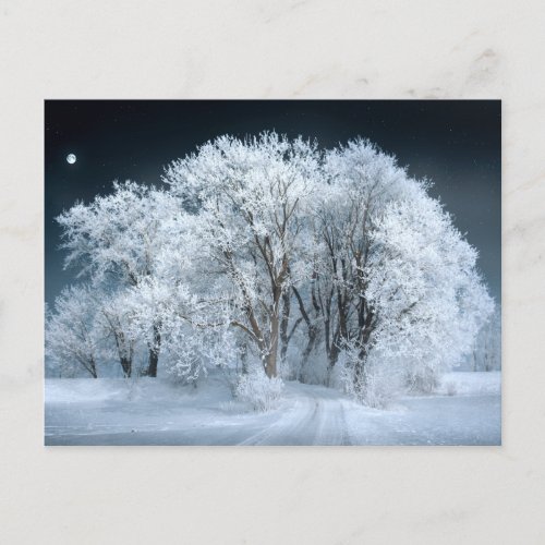 Snowy Road through Frosted Trees Postcard