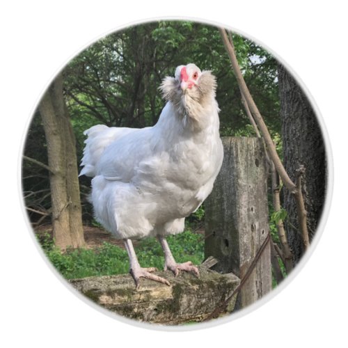 Snowy the Ameraucana chicken faces right knob pull