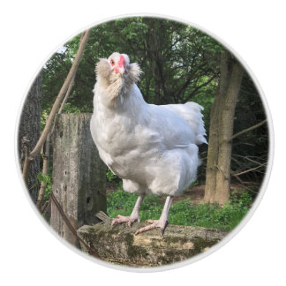 Snowy the Ameraucana hen- left kitchen knob pull