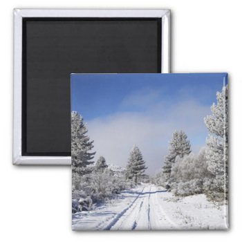 Snowy Track And Pine Trees  Cambrians  Near St Magnet by OneWithNature at Zazzle