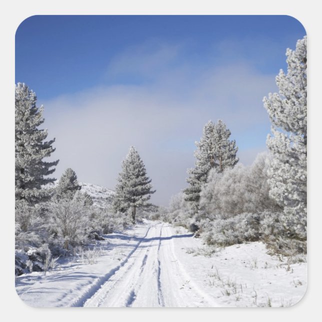 Snowy Track and Pine Trees, Cambrians, near St Square Sticker (Front)
