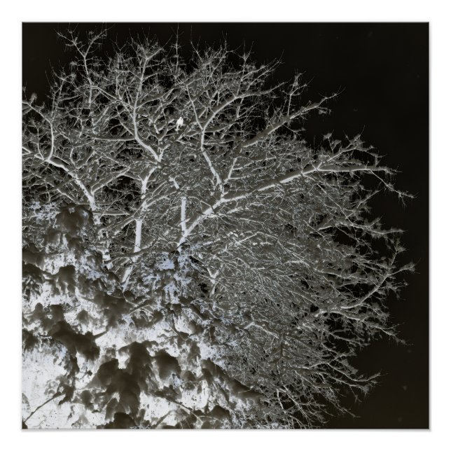 Snowy Tree branches Photo Negative Poster (Front)