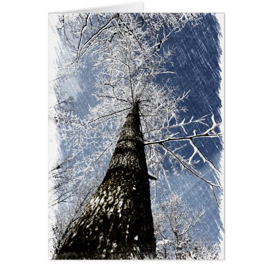 Snowy Tree Cards (Front)