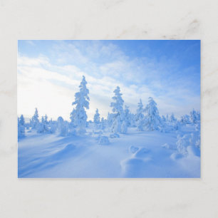 snowy trees in Lapland in Finland Postcard