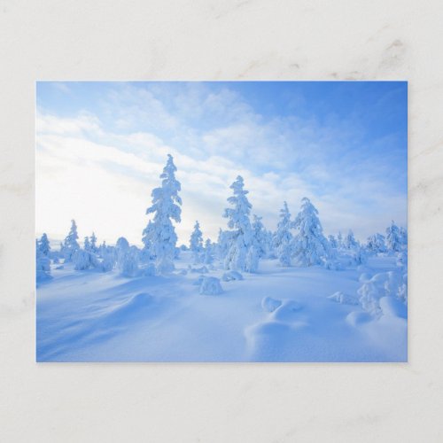 snowy trees in Lapland in Finland Postcard