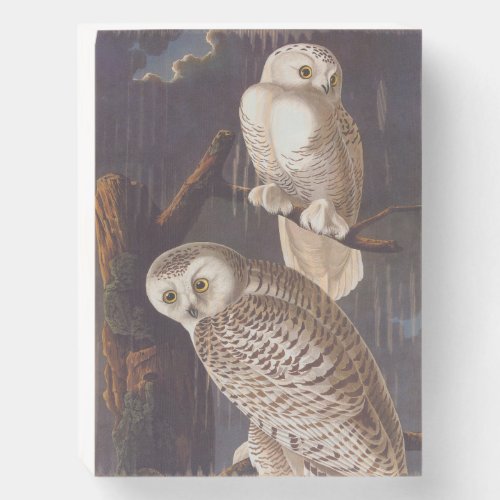 Snowy White Owl at Night Audubon Vintage Art Wooden Box Sign