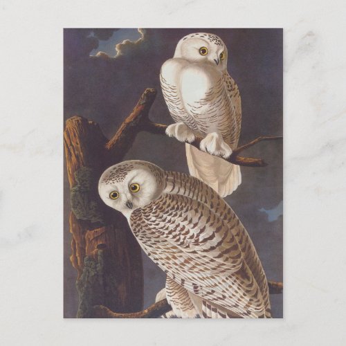 Snowy White Owls on a Dark Scary Night by Audubon Postcard