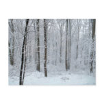 Snowy White Poplar Forest Postcard