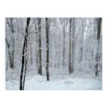 Snowy White Poplar Forest Poster