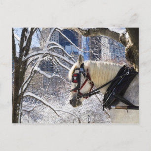 Snowy Winter Carriage Horse in Central Park Postcard