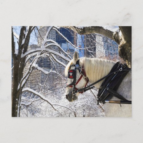 Snowy Winter Carriage Horse in Central Park Postcard