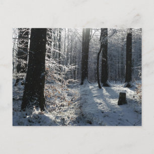 Snowy Winter Forest Trail Postcard