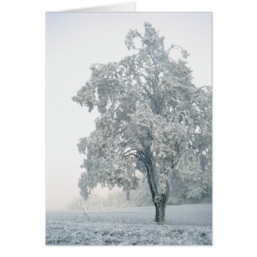 Snowy winter landscape cards (Front)