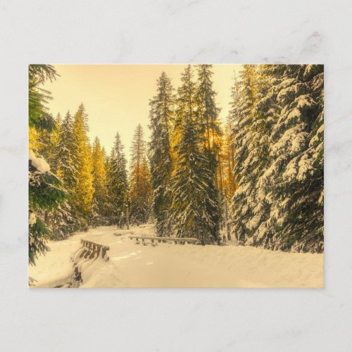 Snowy Winter Path with Pine Trees Photograph Postcard