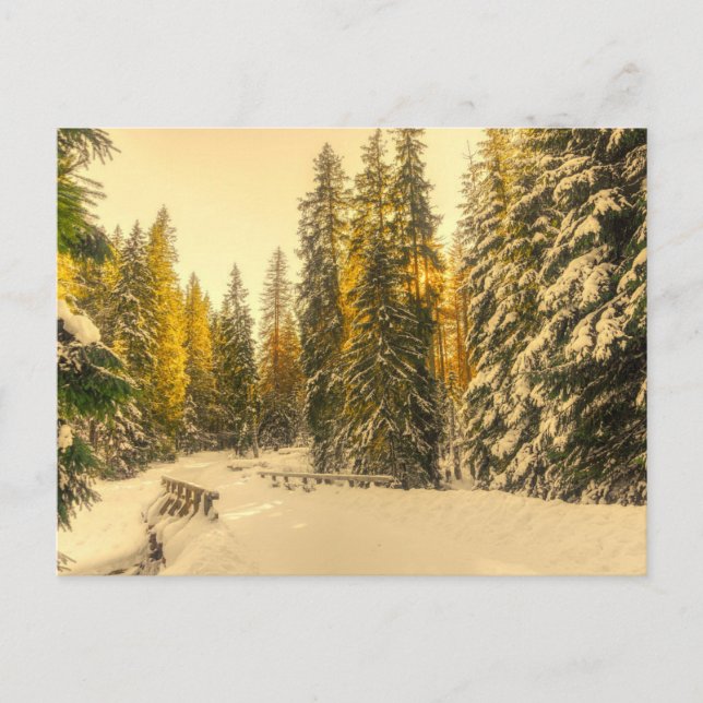 Snowy Winter Path with Pine Trees Photograph Postcard (Front)
