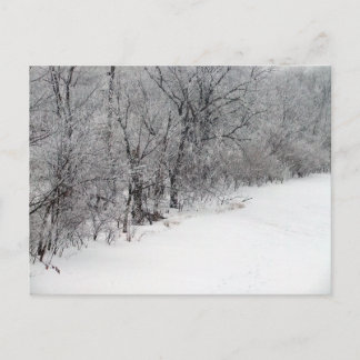 Snowy Woods Postcard