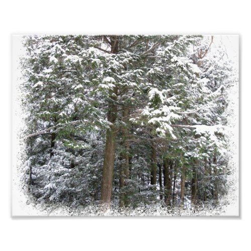 Snowy Xmas Trees in a Winter Wonderland Forest Photo Print